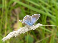 Common Blue Butterfly: Click to enlarge